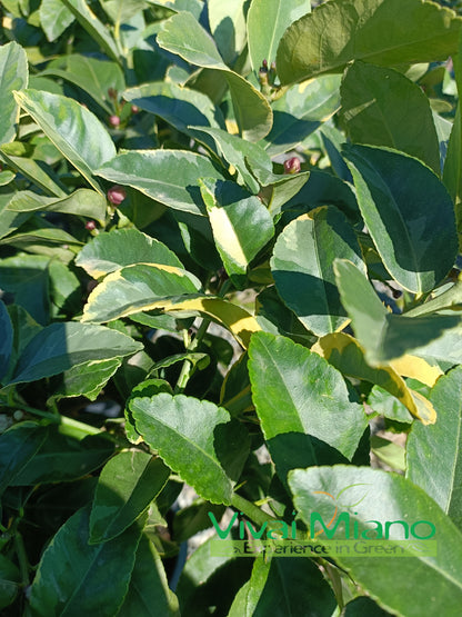 Variegated Lemon Tree (pot - 20)