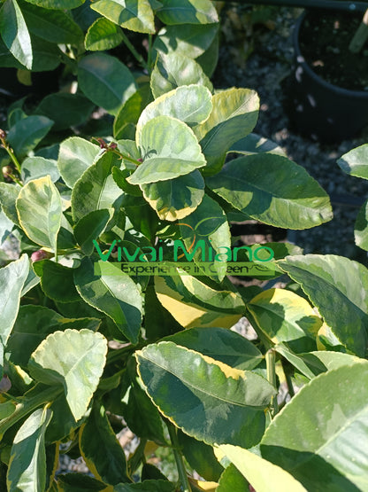 Variegated Lemon Tree (pot - 20)