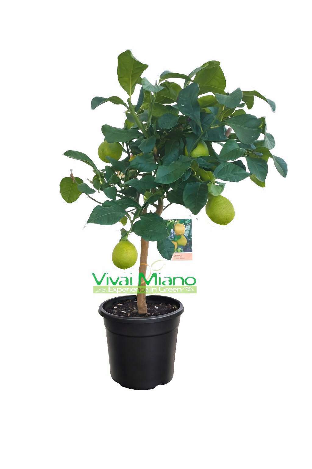 Lemon plant (20 cm pot) with fruit