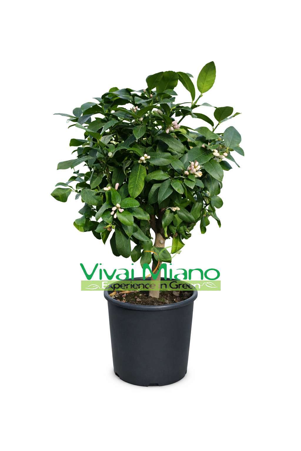 Lemon Plant (24cm pot - Bush)