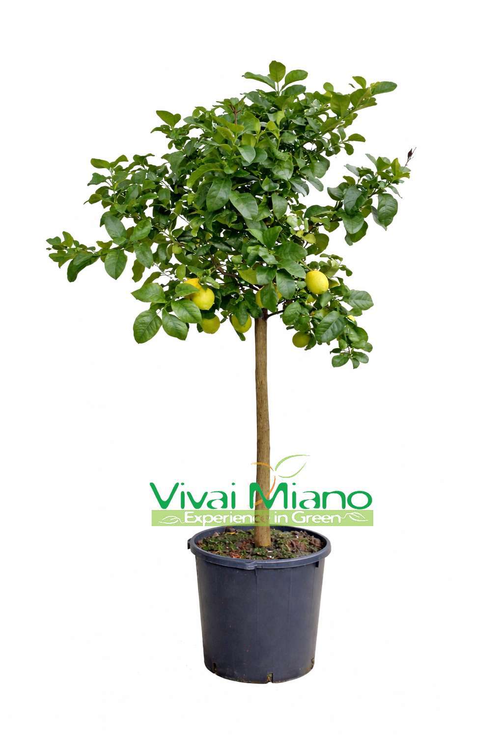 Lemon Plant (pot - 35)