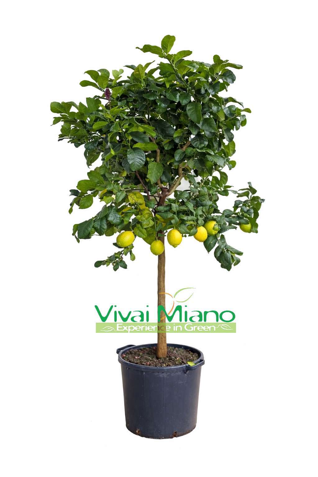 Lemon Plant (pot - 35)