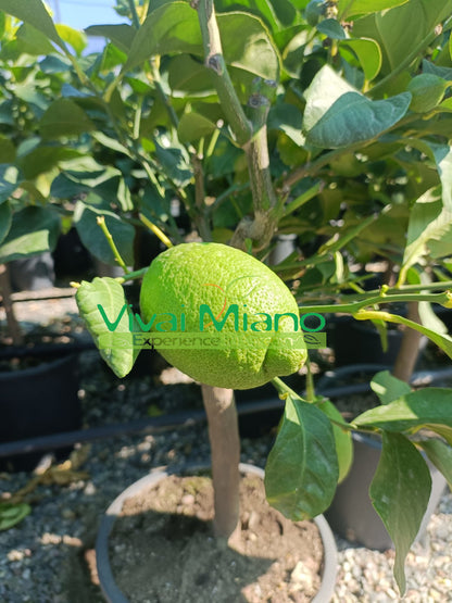 Lemon Plant (pot - 24)