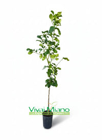 White Flower Lemon Plant