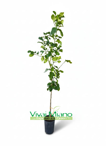 White Flower Lemon Plant
