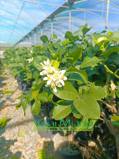 White Flower Lemon Plant