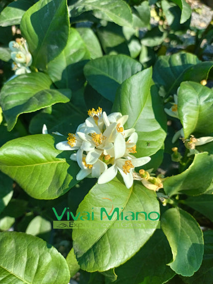 White Flower Lemon Plant