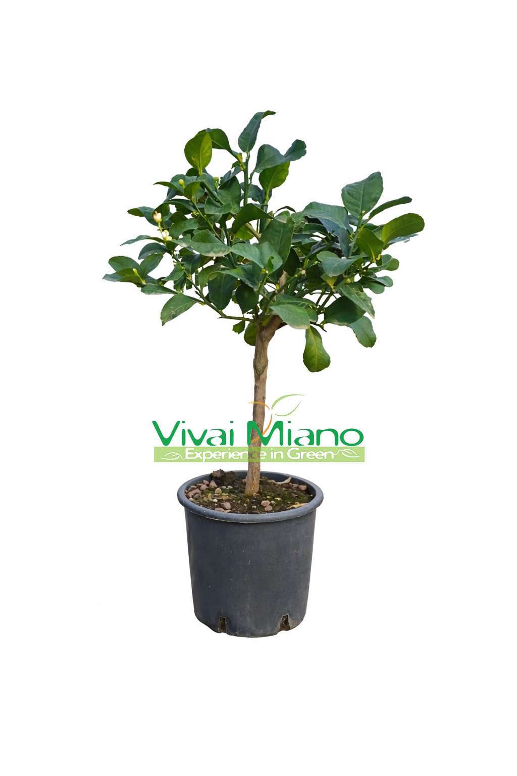 White Zagara Lemon Tree (pot - 20)