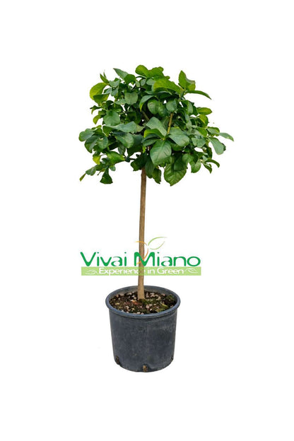 White Lemon Zagara Plant (pot - 24)