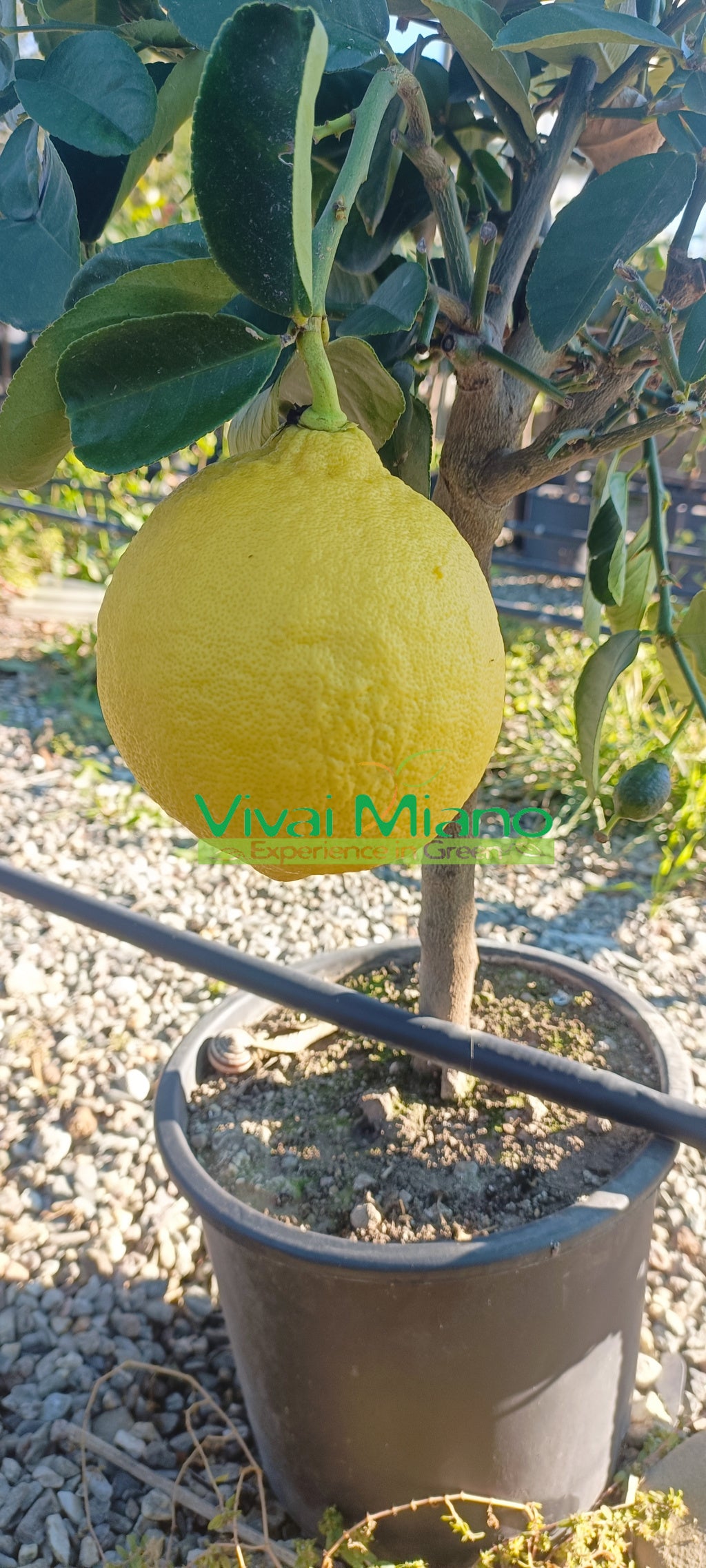 Lipo or Imperial Lemon Plant