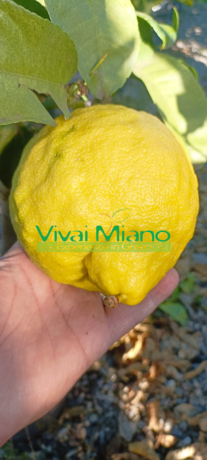 Lipo or Imperial Lemon Plant (pot - 20)