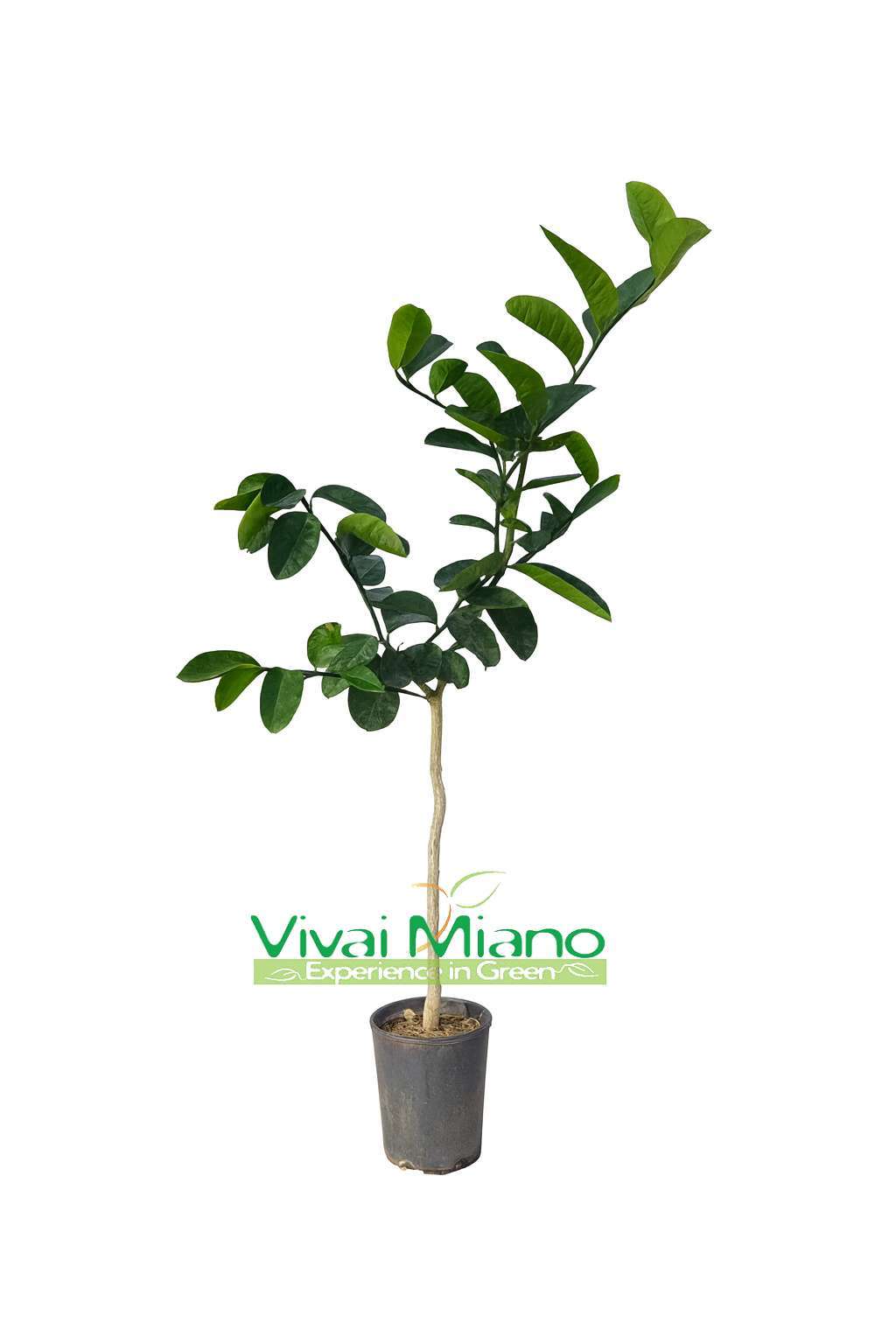 Lipo or Imperial Lemon Plant