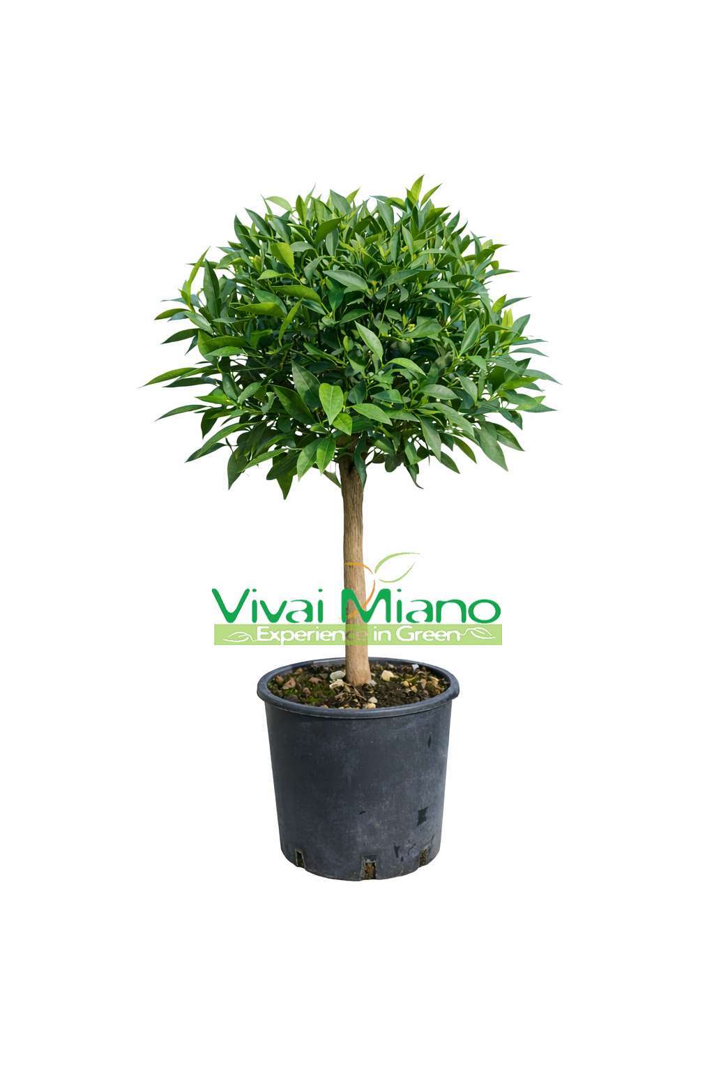 Tangerine Plant (pot - 20)