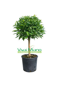 Tangerine Plant (pot - 20)