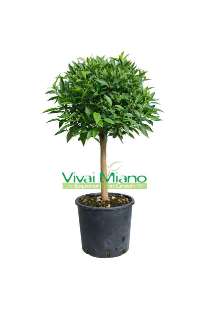 Tangerine Plant (pot - 20)