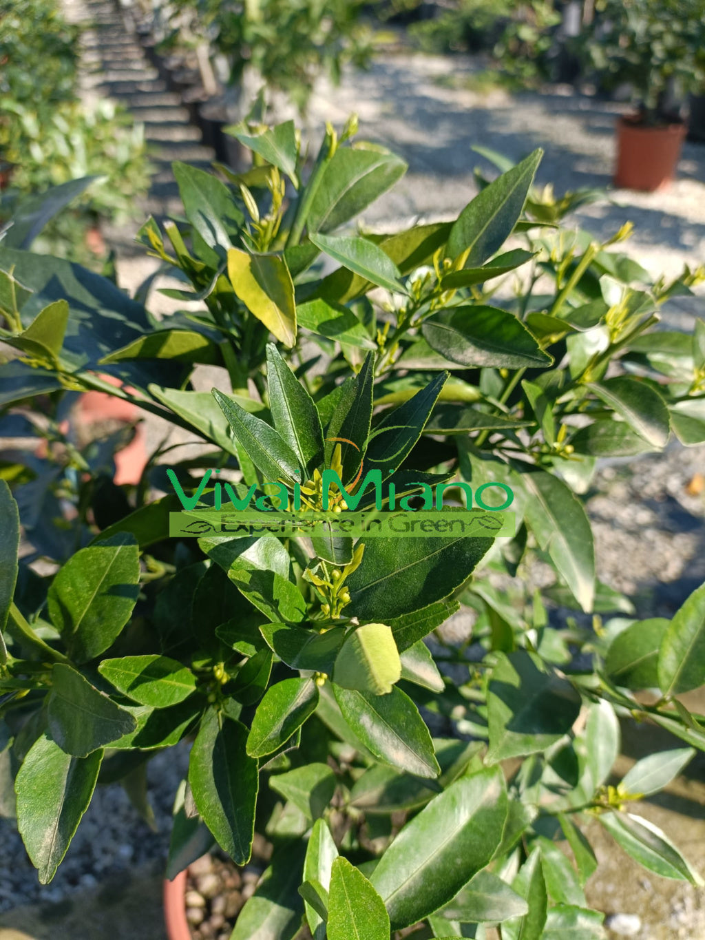 Tangerine Plant (pot - 20)