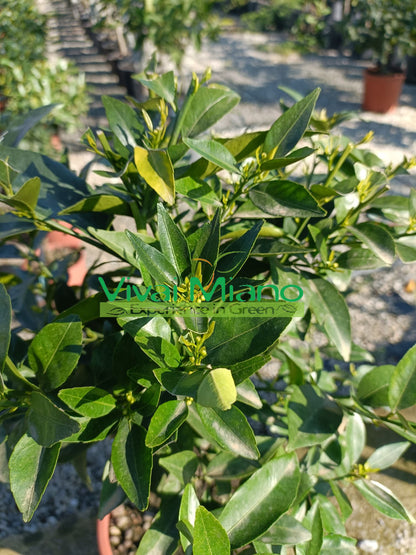 Tangerine Plant (pot - 20)