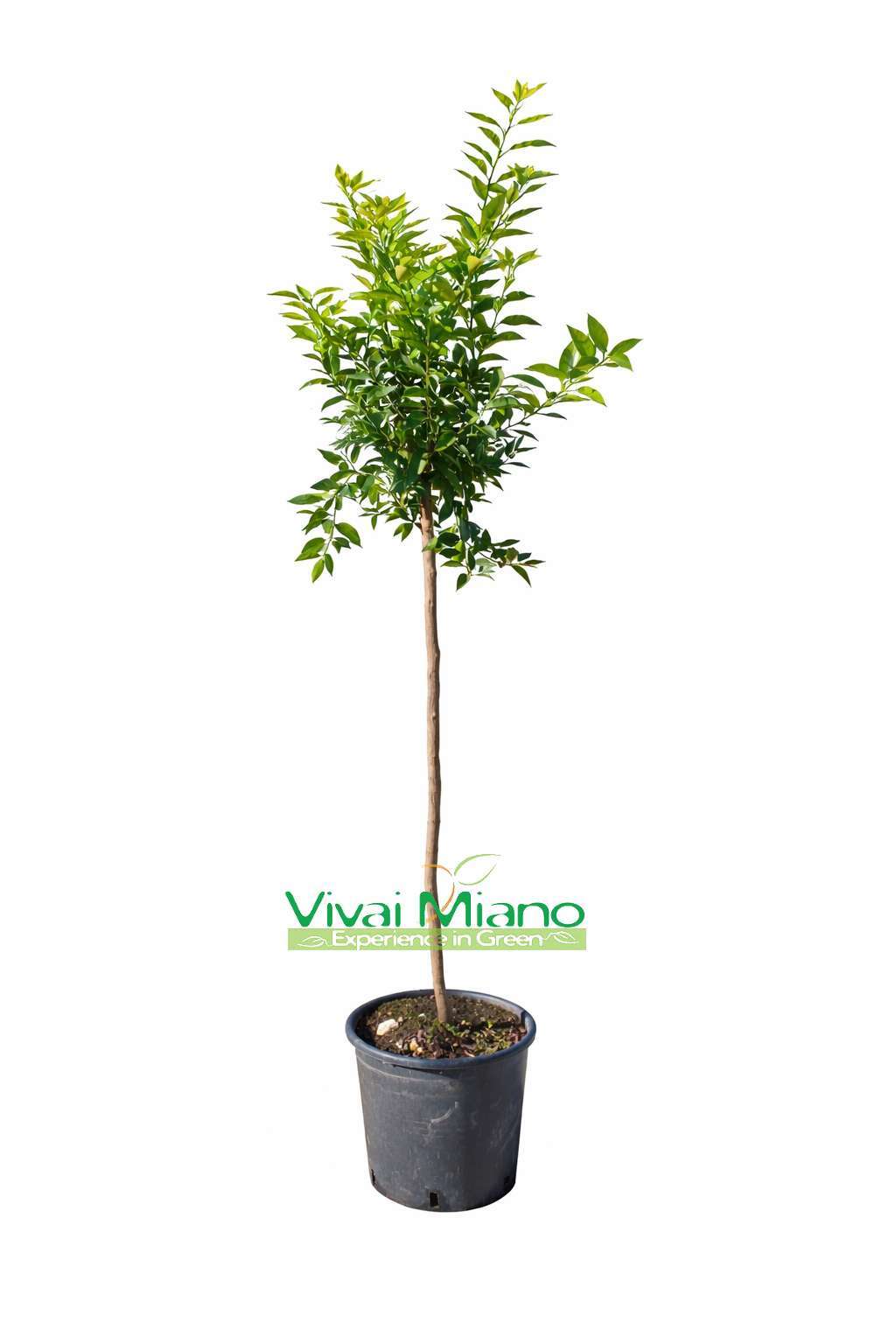 Mandarin Plant (pot - 24)