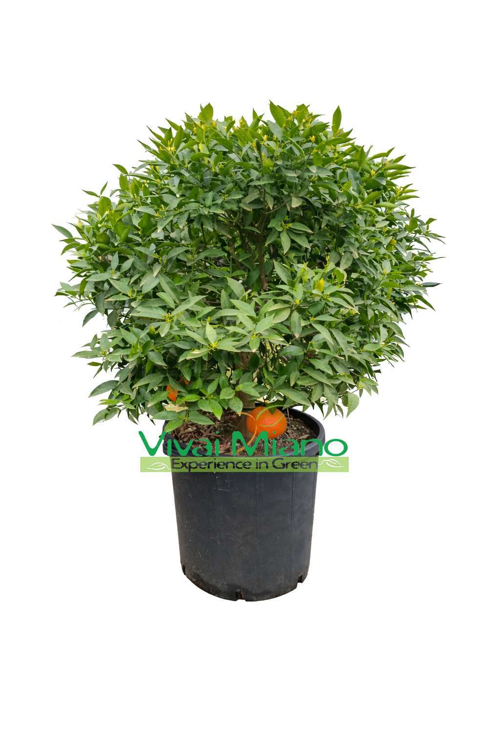 Mandarin Plant (Bush - 35 pot)