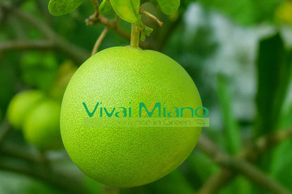 Pomelo plant