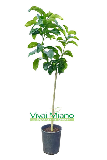 Pomelo plant