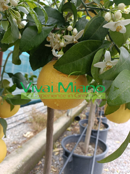 Star Ruby or Pink Grapefruit Plant