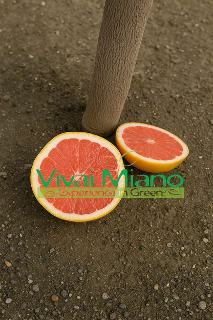 Star Ruby Grapefruit Plant (pot - 20)