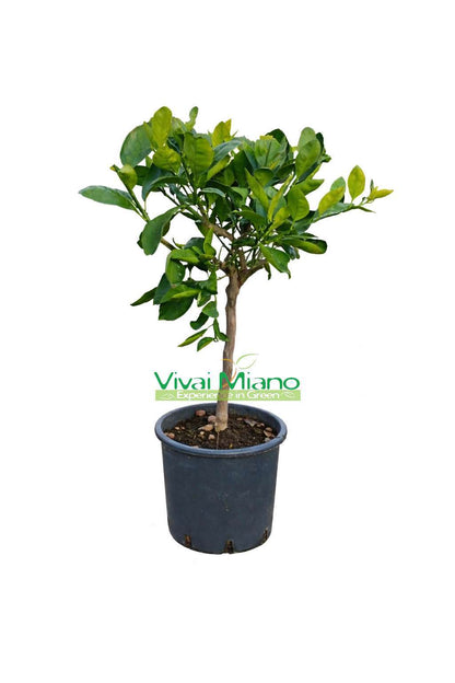 Satsuma Miyagawa Mandarin Tree (pot - 20)