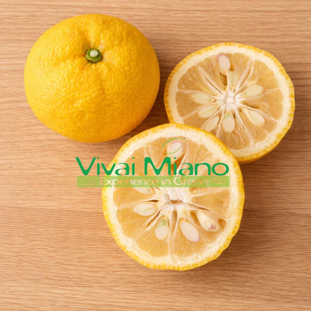 Yuzu Plant - Japanese Lemon (pot - 20)