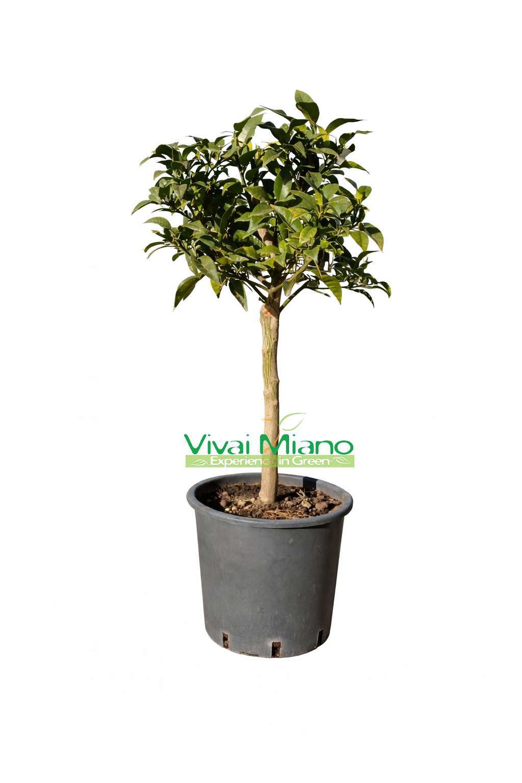Yuzu Plant - Japanese Lemon (pot - 20)