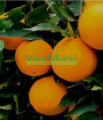 Orange Lane Late Plant (pot - 20)