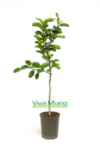 Lane Late Orange Tree