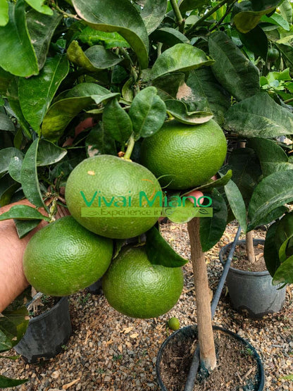 Satsuma Miyagawa Mandarin Tree (pot - 20)