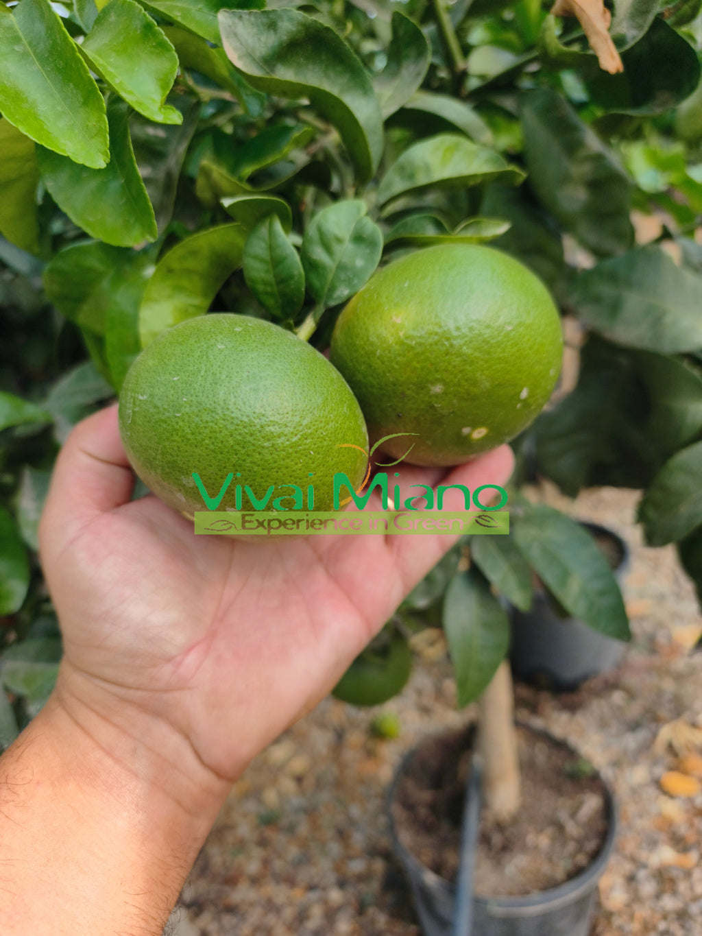 Satsuma Miyagawa Mandarin Tree (pot - 20)