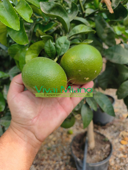 Satsuma Miyagawa Mandarin Tree (pot - 20)