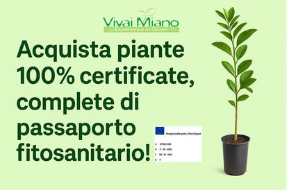 Pianta di Kumquat - Mandarino Cinese (vaso - 20) con frutto