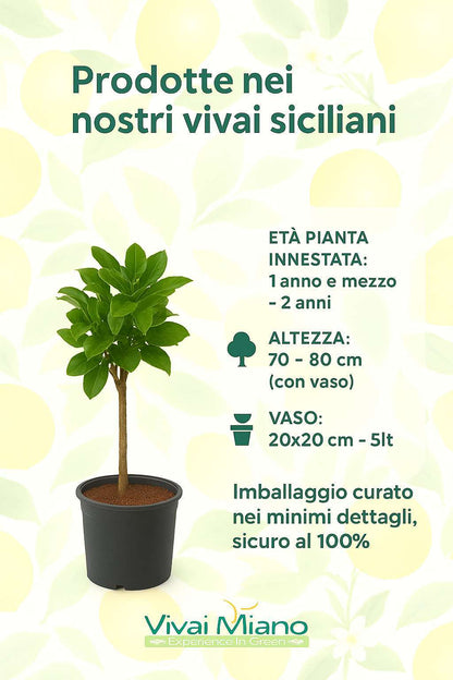 Pianta di Arancio Tarocco Rosso (vaso - 20)